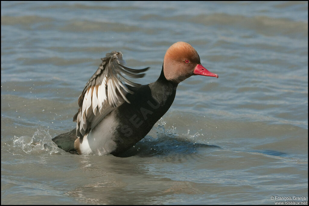 Red-crested Pochard male