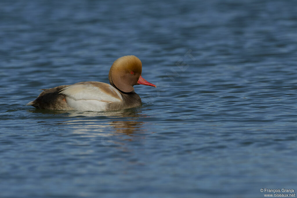 Red-crested Pochardadult