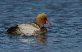 Red-crested Pochard