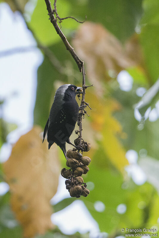 Grey-headed Nigritaadult