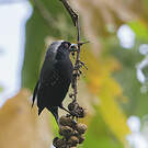 Nigrette à calotte grise