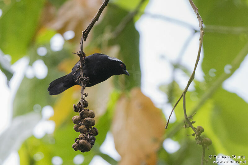 Grey-headed Nigritaadult