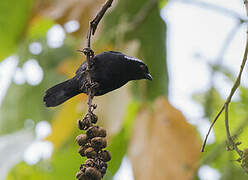 Grey-headed Nigrita