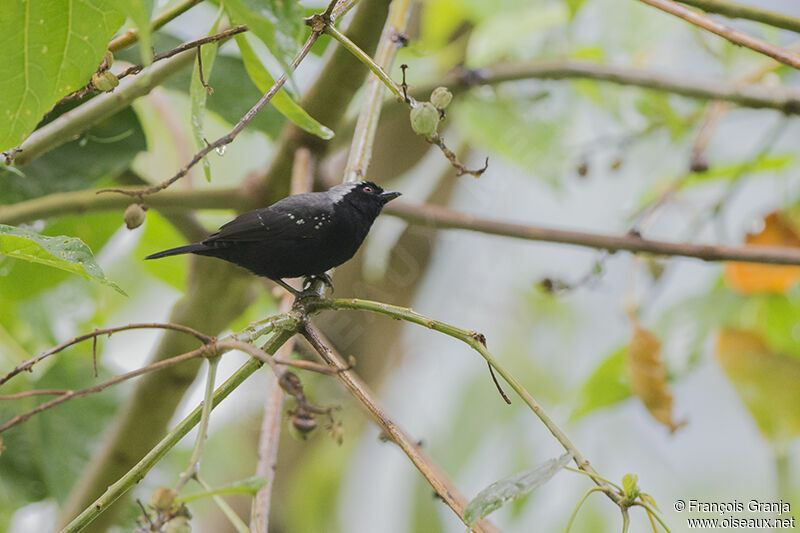 Grey-headed Nigritaadult