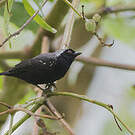 Nigrette à calotte grise