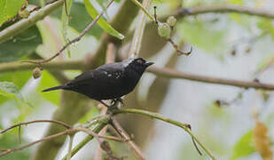 Nigrette à calotte grise