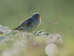 White-winged Snowfinch