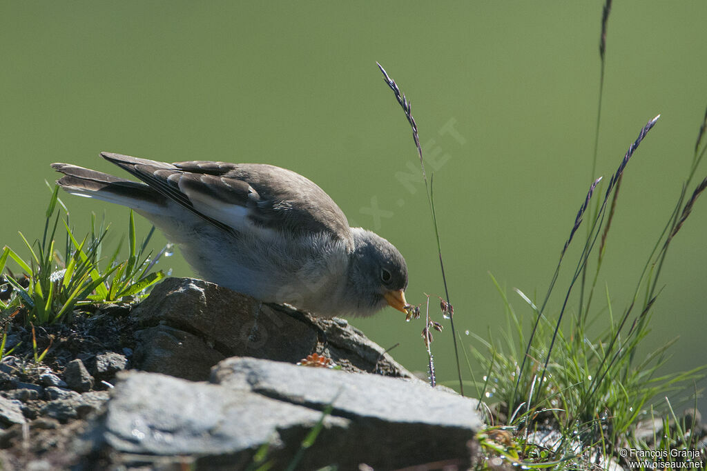 White-winged Snowfinchadult