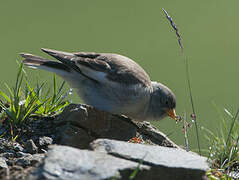 White-winged Snowfinch