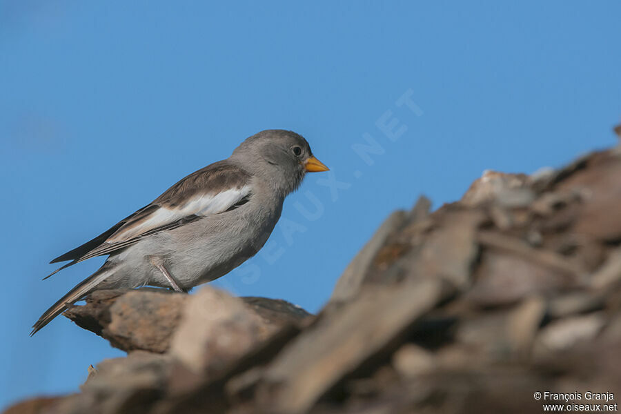 White-winged Snowfinchadult