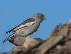 White-winged Snowfinch