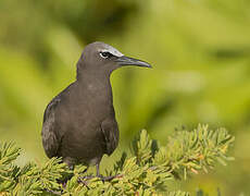 Brown Noddy