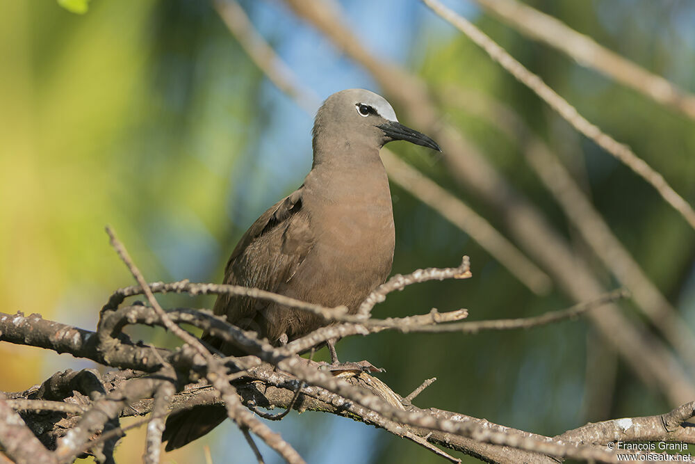 Brown Noddy