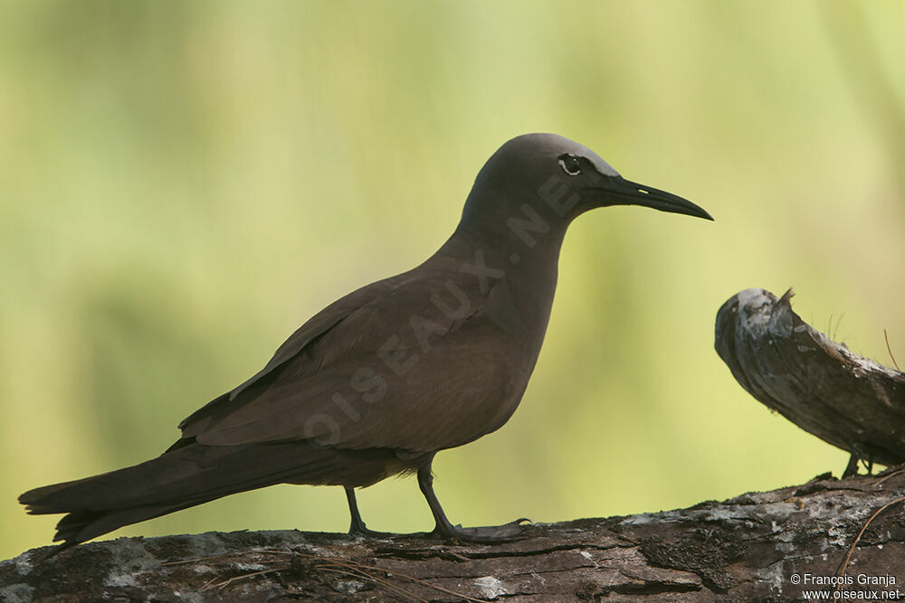 Brown Noddy