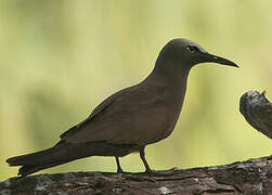 Brown Noddy