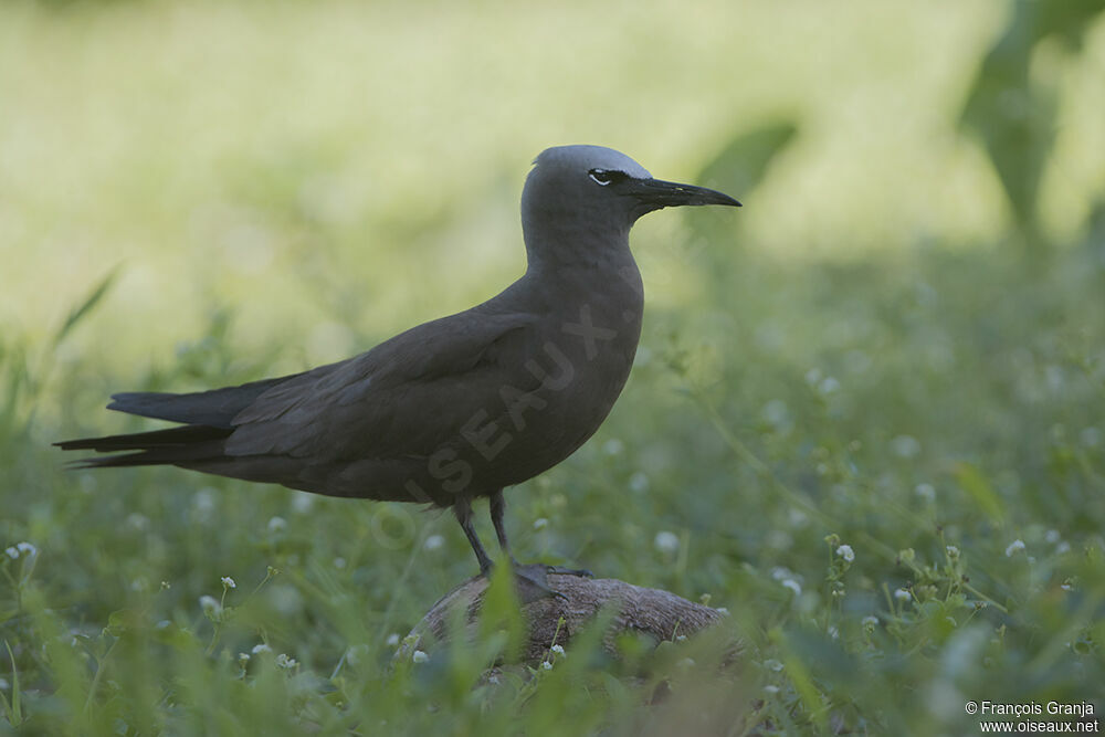 Brown Noddy