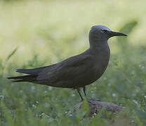 Brown Noddy