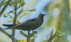 Lesser Noddy