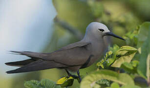 Lesser Noddy