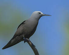 Lesser Noddy