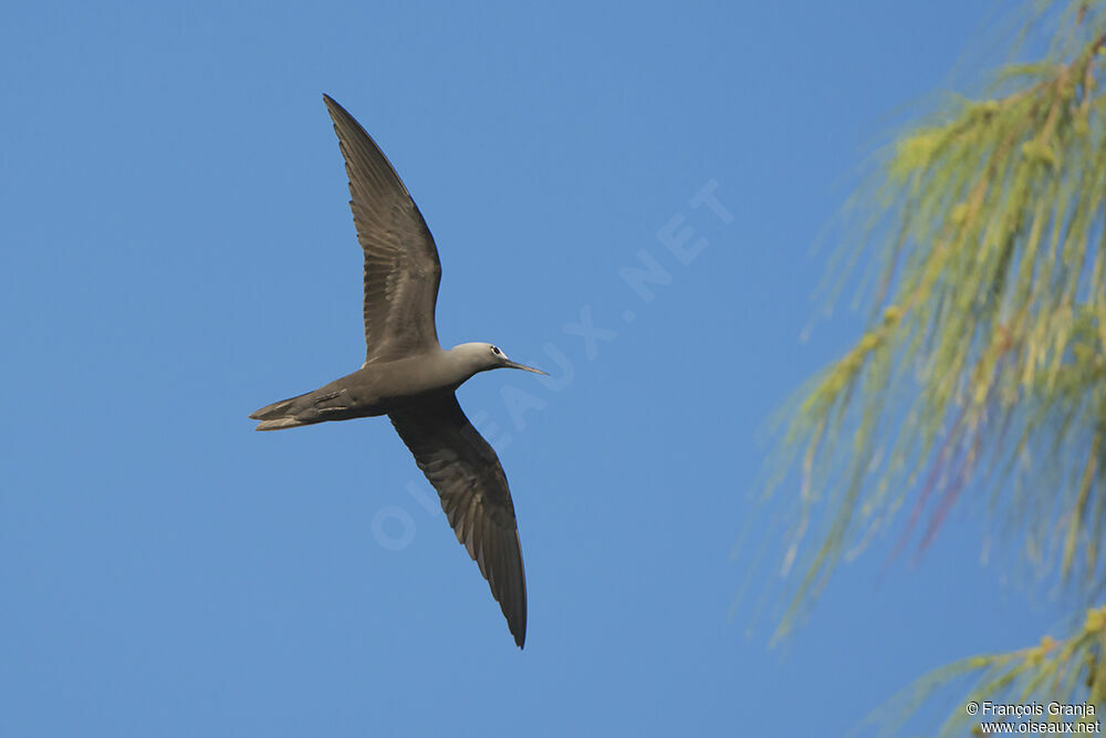 Lesser Noddyadult