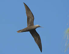 Lesser Noddy