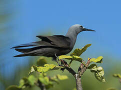 Lesser Noddy