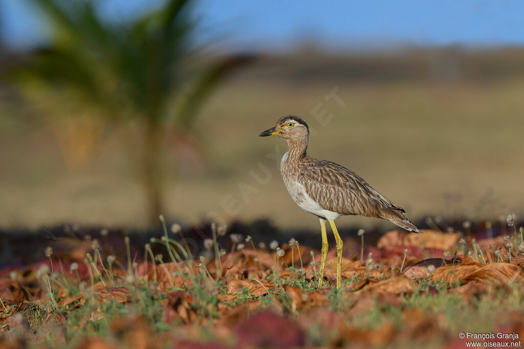Double-striped Thick-knee