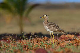 Double-striped Thick-knee