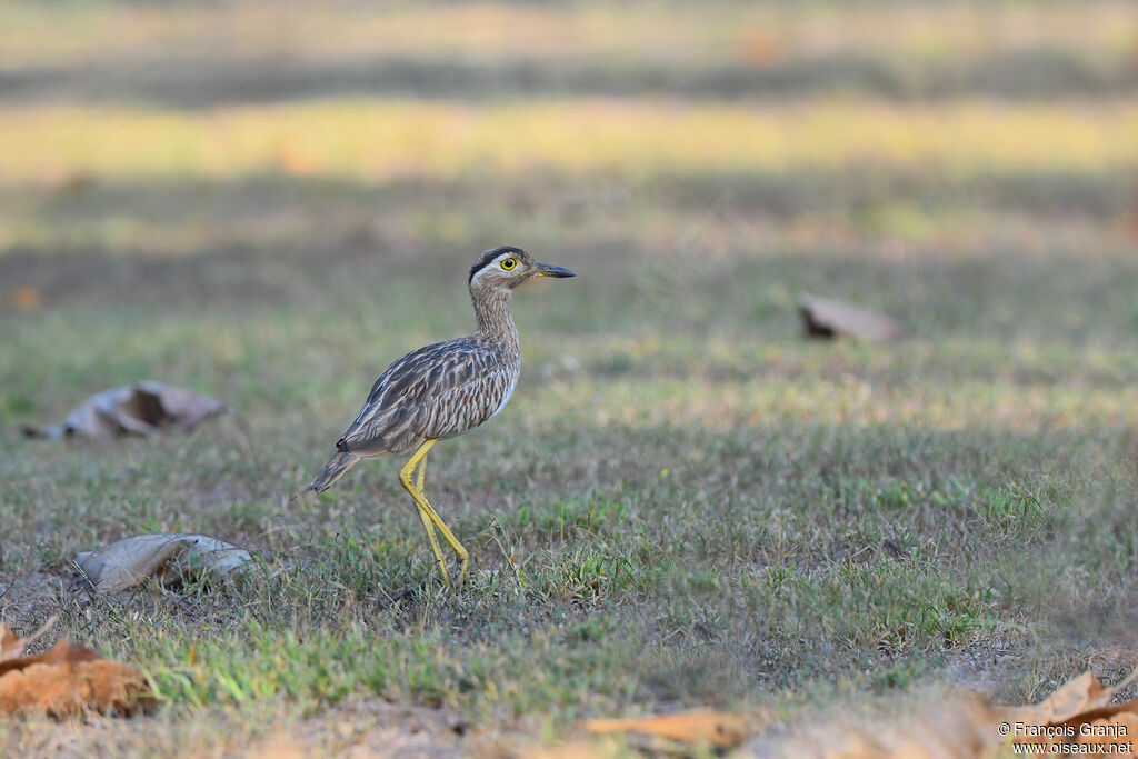 Double-striped Thick-knee