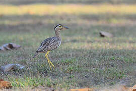 Double-striped Thick-knee