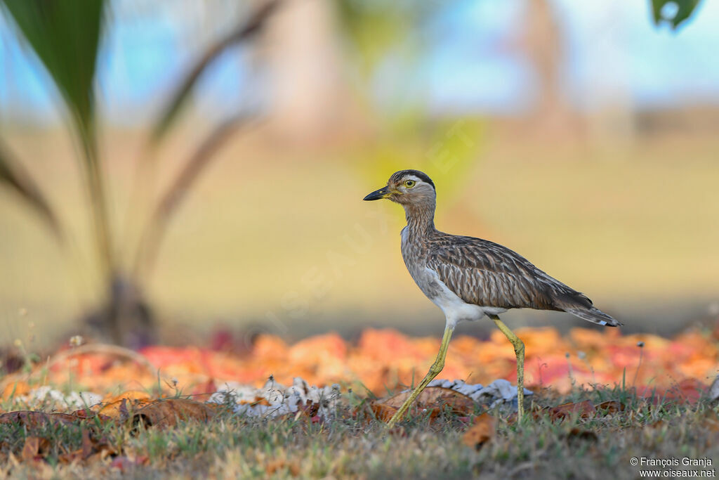 Double-striped Thick-knee