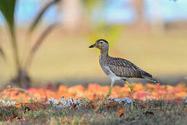 Double-striped Thick-knee