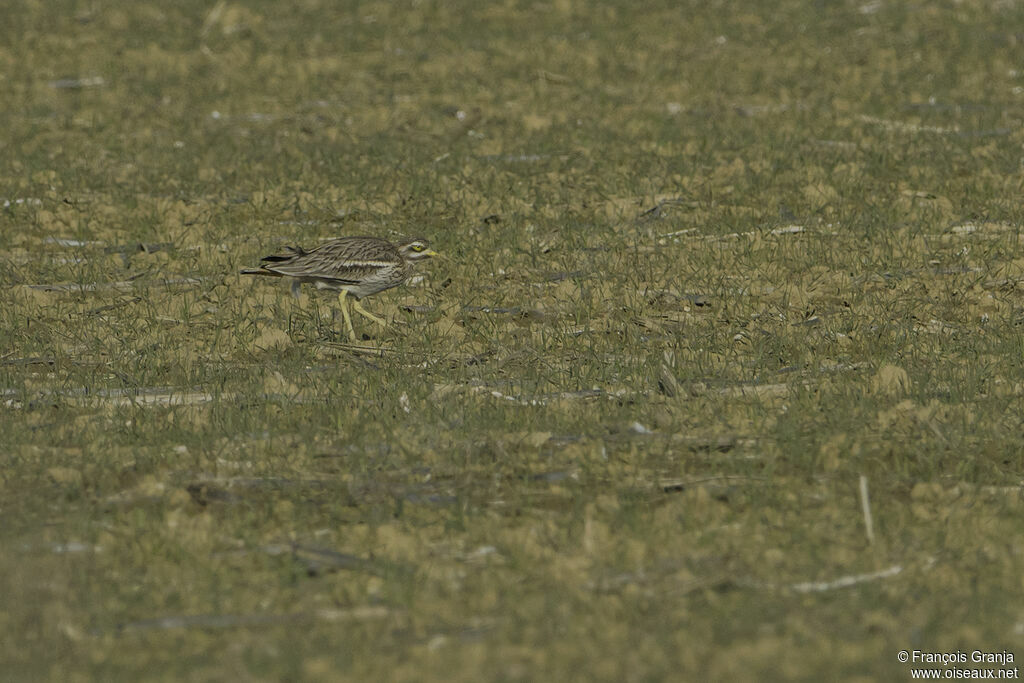 Eurasian Stone-curlew