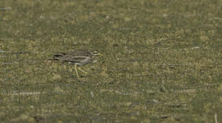 Eurasian Stone-curlew