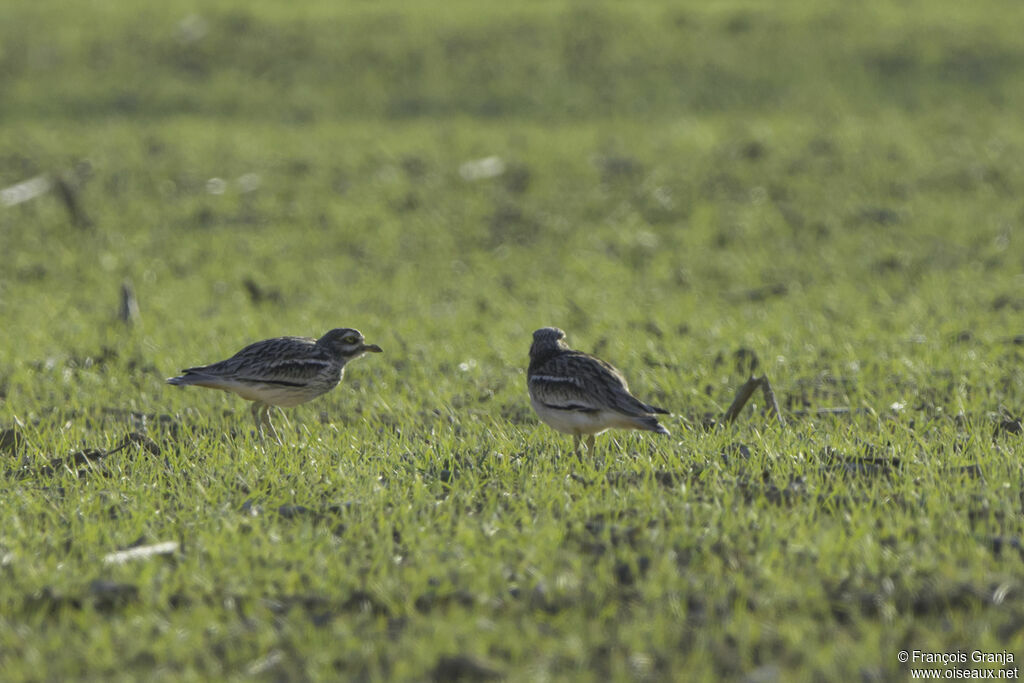 Eurasian Stone-curlew