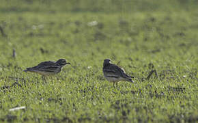 Eurasian Stone-curlew