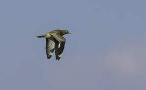 Eurasian Stone-curlew