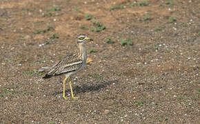 Eurasian Stone-curlew