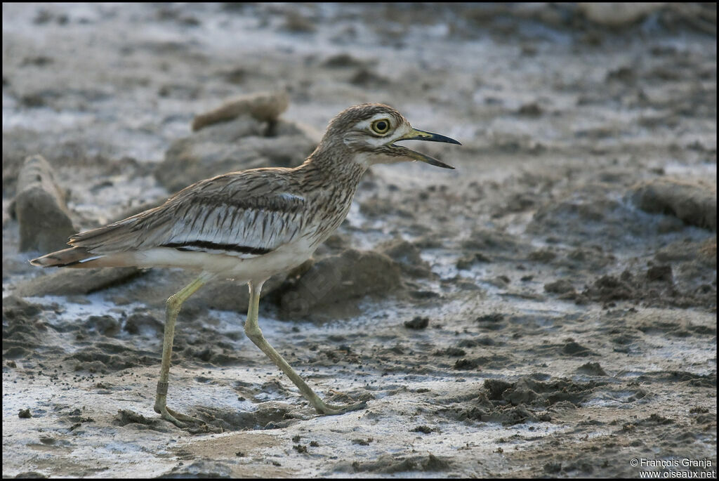 Senegal Thick-kneeadult