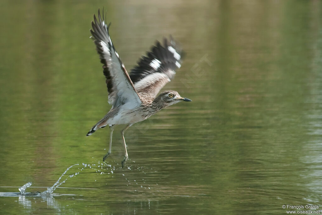 Senegal Thick-kneeadult