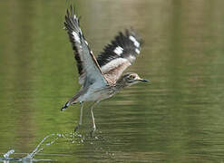 Senegal Thick-knee