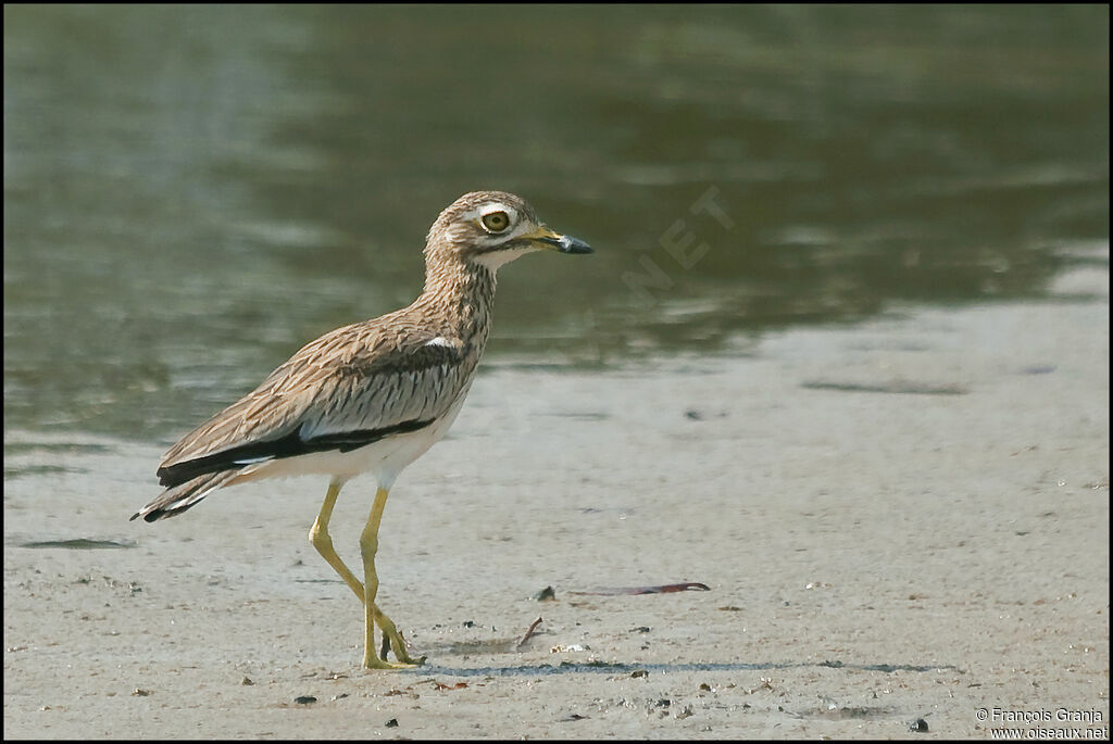 Senegal Thick-knee