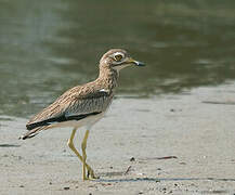 Senegal Thick-knee