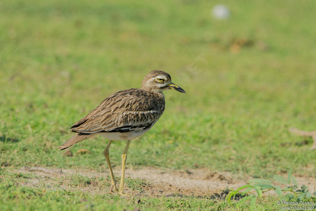 Indian Stone-curlew