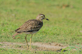 Indian Stone-curlew