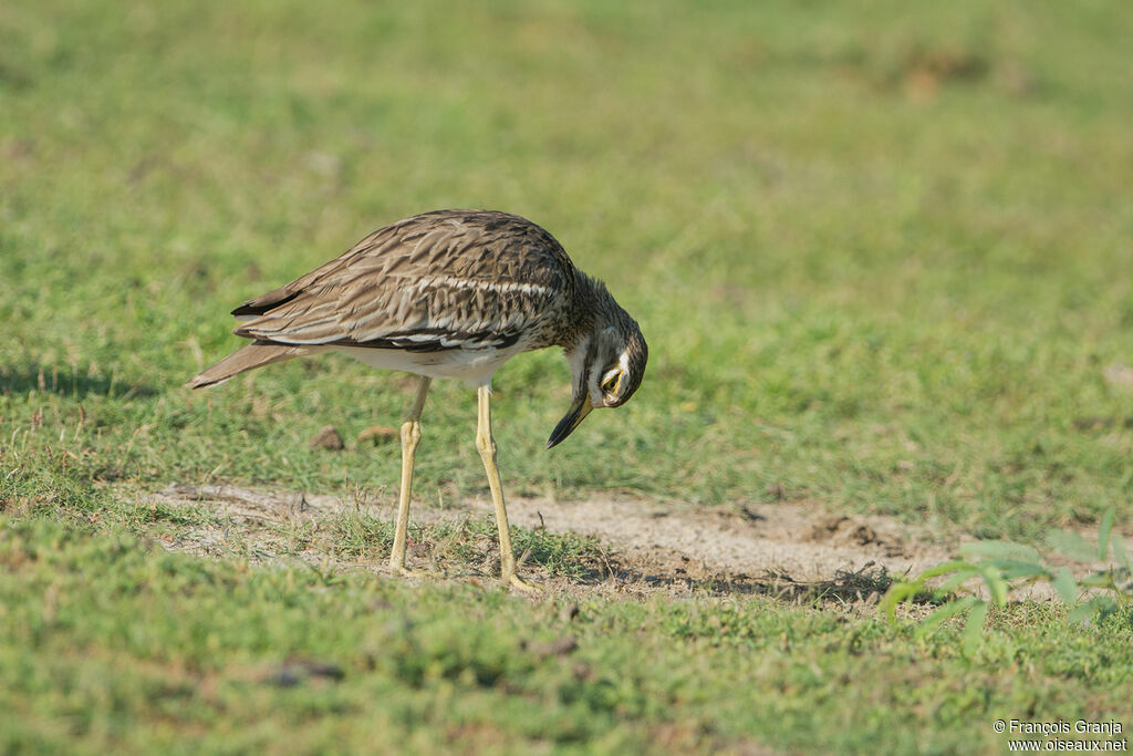 Indian Stone-curlew