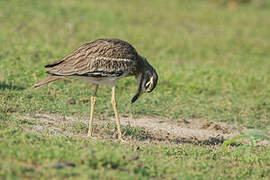 Indian Stone-curlew