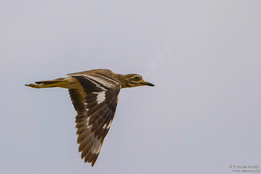 Indian Stone-curlew