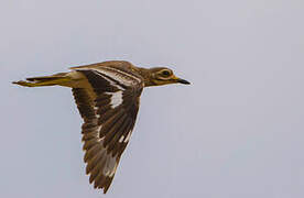 Indian Stone-curlew